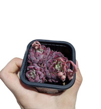 Echeveria cv. Laulensis pot7cm