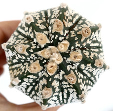 Astrophytum cv ONZUKA x