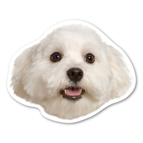 Calamita maltese