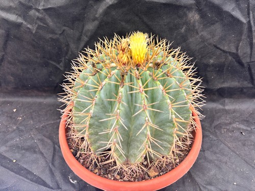 Ferocactus glaucescens cactus - glaucescens,