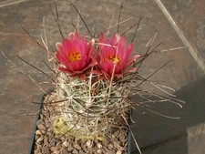 Sclerocactus nyensis per S. di Tonopah, Nuovo di zecca - 10 semi - MOLTO RARO