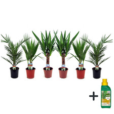 6 Miscela di palme per interni Indoor Palmmix - Pokon 50cm Palma da interno