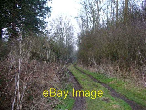 Photo 6x4 woodland winter - 6x4,