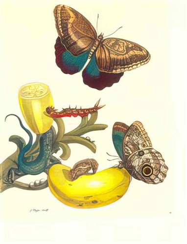 Maria sibilla merian foto - sibilla,