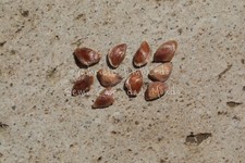 Larice comune larix decidua - -,