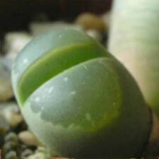 10 semi di olivo LITHOPS, pietre vive