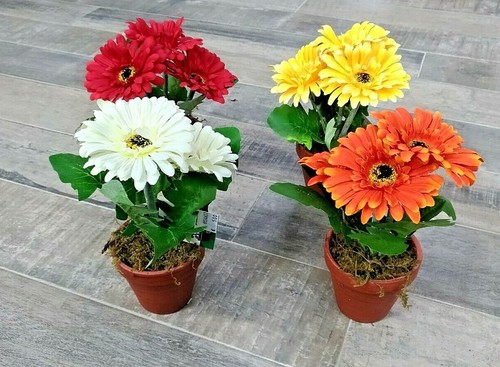 Piantina 5cm margherita - piantina,