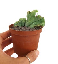 Cereus bridgesiii 53 no VARIEGATED