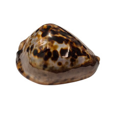 Conchiglia Shell Cypraea ZOILA