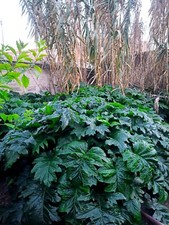 Acanto acanthus mollis - -,
