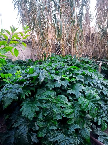 Acanto acanthus mollis - acanto,