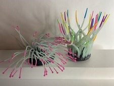 Lotto di 2 piante di anemone