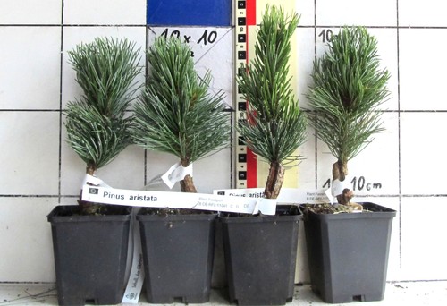 Pino coda volpe pinus - pino, di