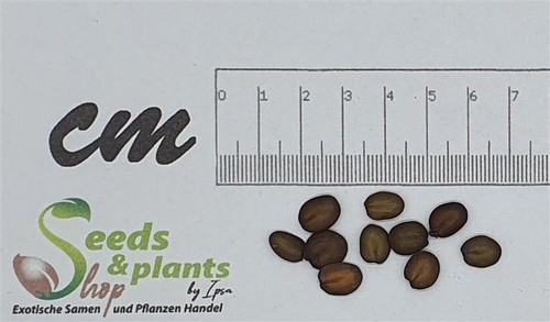 10x albizia adianthifolia - 10x,