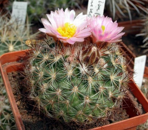 Pediocactus simponii minor - pediocactus,
