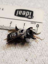Hymenoptera Megachilidae