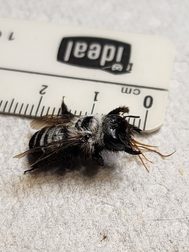 Hymenoptera megachilidae - hymenoptera,