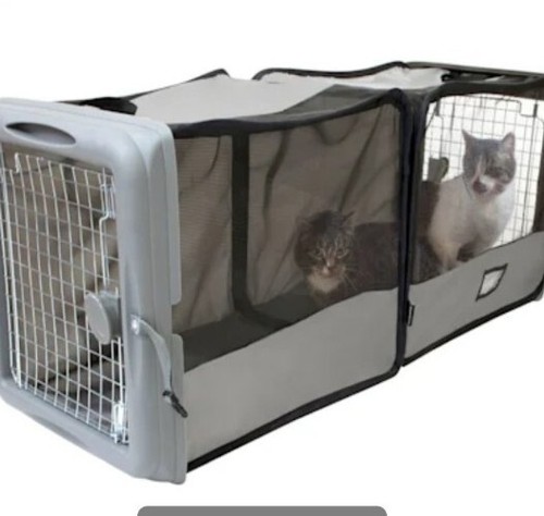 Kitty city gatto - gatto, piccolo