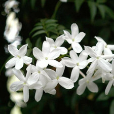 Pianta di Gelsomino Siciliano, Jasminum officinale vs16, fiore bianco profumato