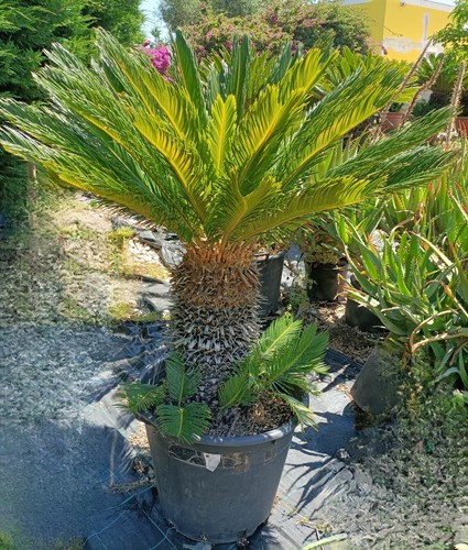 Pianta cycas revoluta - cycas, vaso