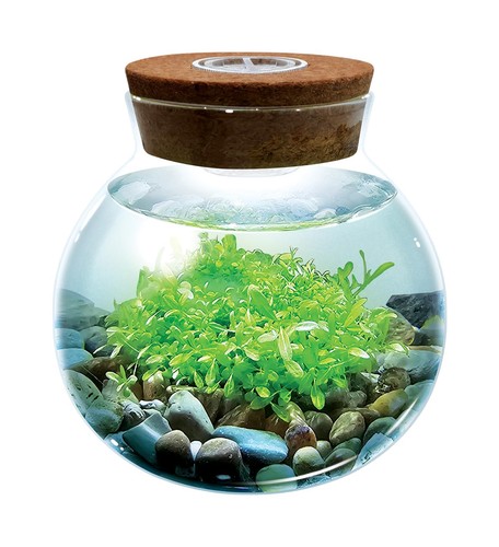 Waterplants crea tuo - il,
