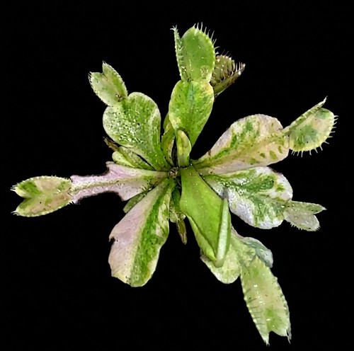 Dionea muscipula genepine - muscipula,