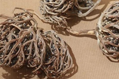 Rosa gerico kaf maryam - gerico, 100g