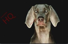 Picture Postcard>>Dog