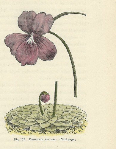 Pianta carnivora pinguicula - pianta,