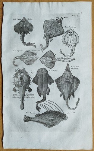 Pesce grande - (piastra,