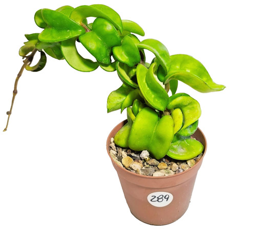 Hoya carnosa compacta ø8 - compacta,