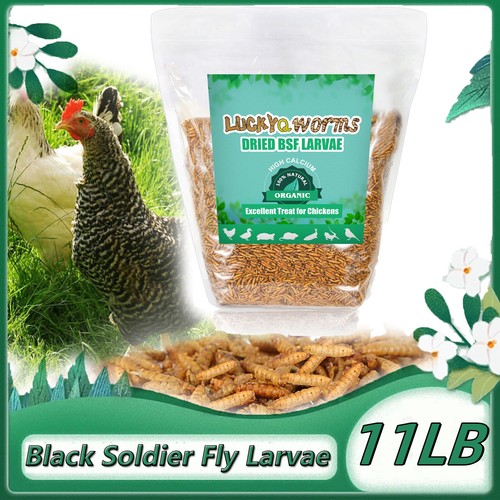 Libbre soldatino nero - 11,