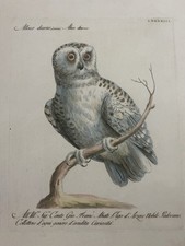 Saverio Manetti – Allocco