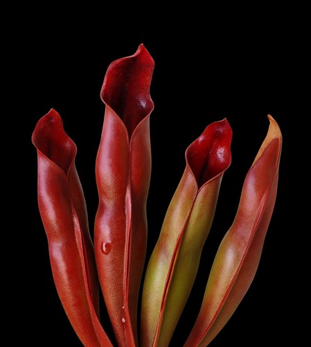 Heliamphora sarracenioides - heliamphora,