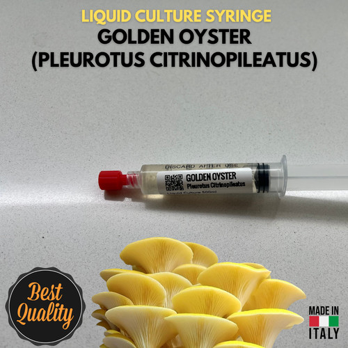 Cultura liquida fungo ostrica - liquida,