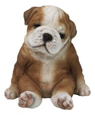 Statuina American Pedigree