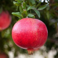 Pianta frutto melograno - pianta,