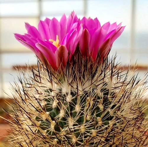 Gymnocactus mandragora seeds - seeds,