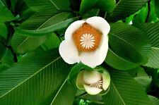 10 SEMI DI Dillenia indica