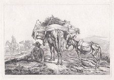 Asino Mulo Johann Adam Klein