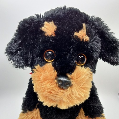 2012 doberman cucciolo - 2012,