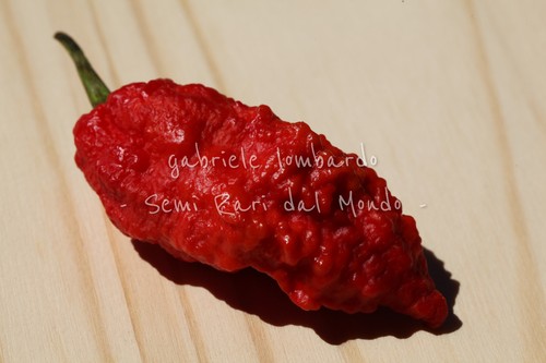 Peperoncino fatalii jigsaw - jigsaw,