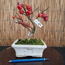 Bonsai di Melo h 28cm Visita