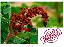 200-5000 Semi Rhus coriaria Sommacco Siciliano Spezia Siciliana Sumac Seeds Seed