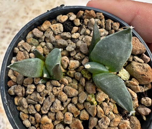 Ariocarpus lloydii - , x