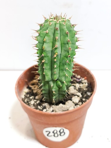 Hoodia gordoni ø5 - hoodia, Ø5,5
