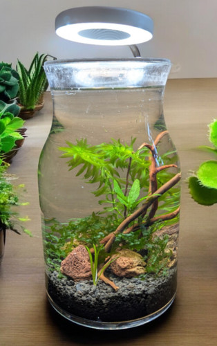 Ecosistema ecosfera - ecosistema,