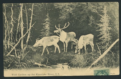 1907 rppc wild caribou - rppc,