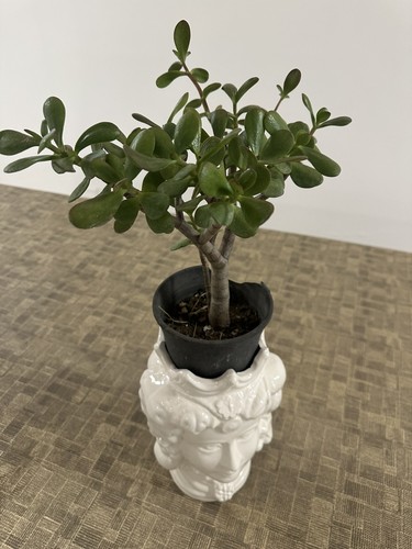 Albero giada crassula - di,