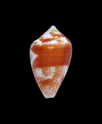 Shell conchiglia conus - shell,